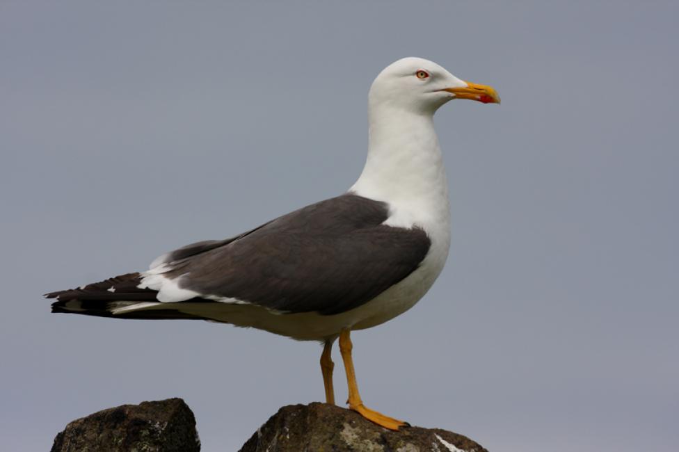 Gaviota Sombría (Larus fuscus)